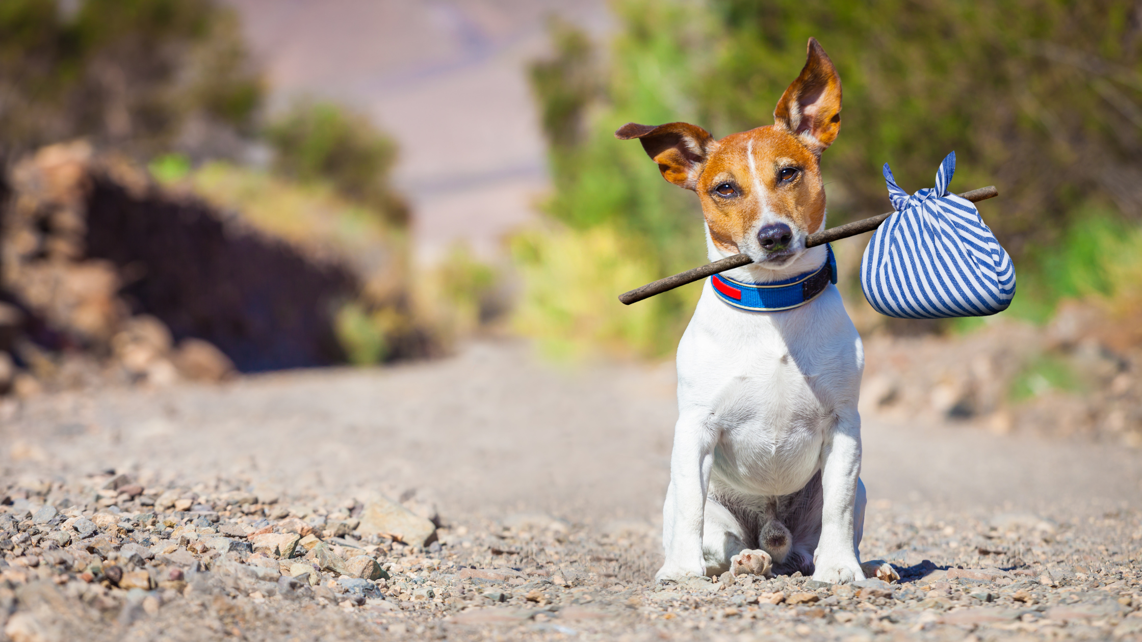 Keeping Your Canine Companion Safe: Tips and Tools to Prevent Dog Loss or Theft