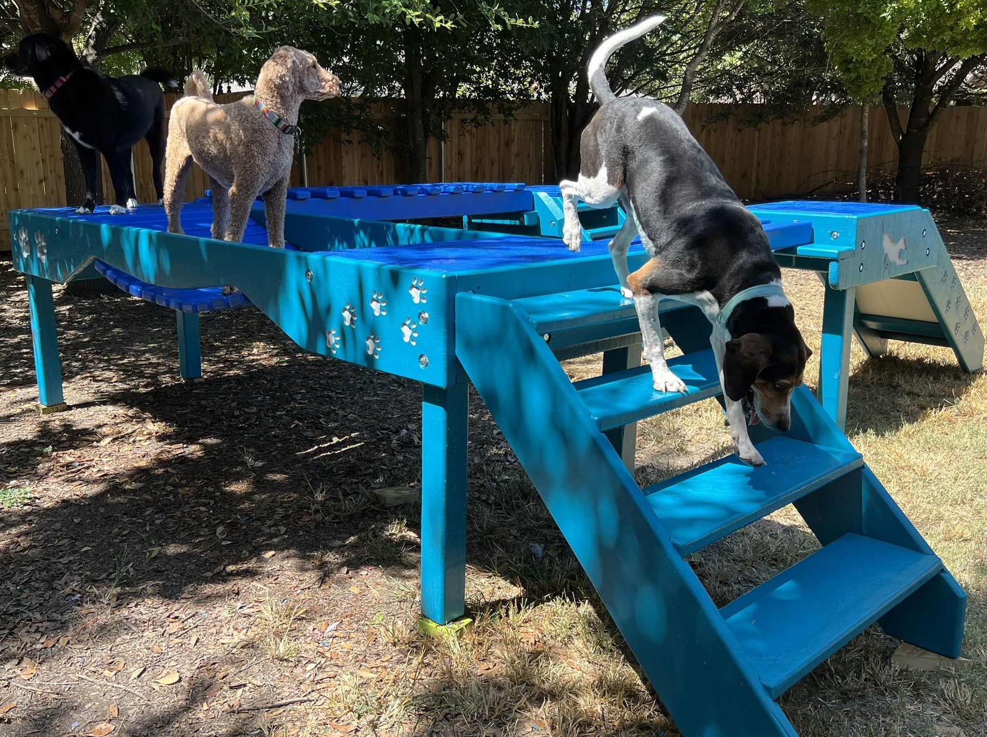 Puppy Scapes Agility Confidence course