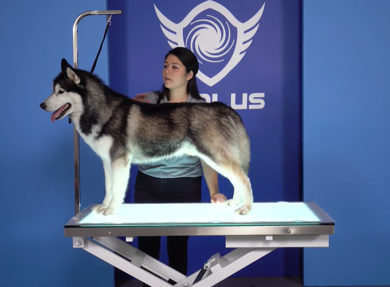 Aeolus LED Electric Lift Grooming Table