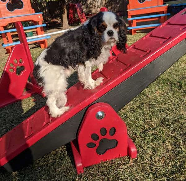 Puppy Scapes Mini See-saw (teeter totter)