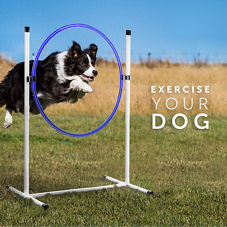 Better Sporting Dogs 3 Piece Essential Dog Agility Equipment Set