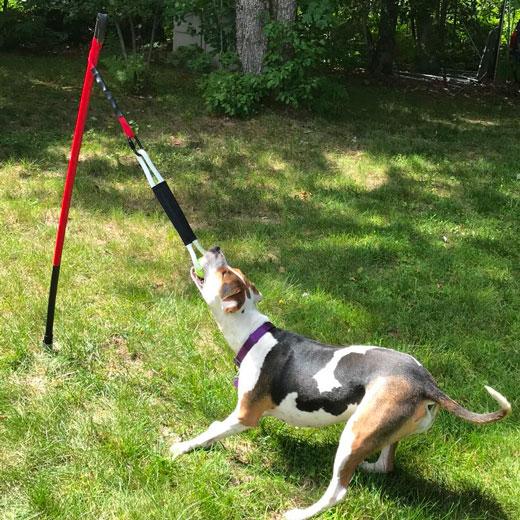 Tether Tug Ball Toy Plus