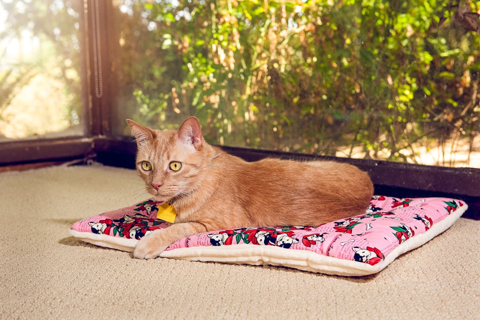 Petique Comfy Mat Pet Bed