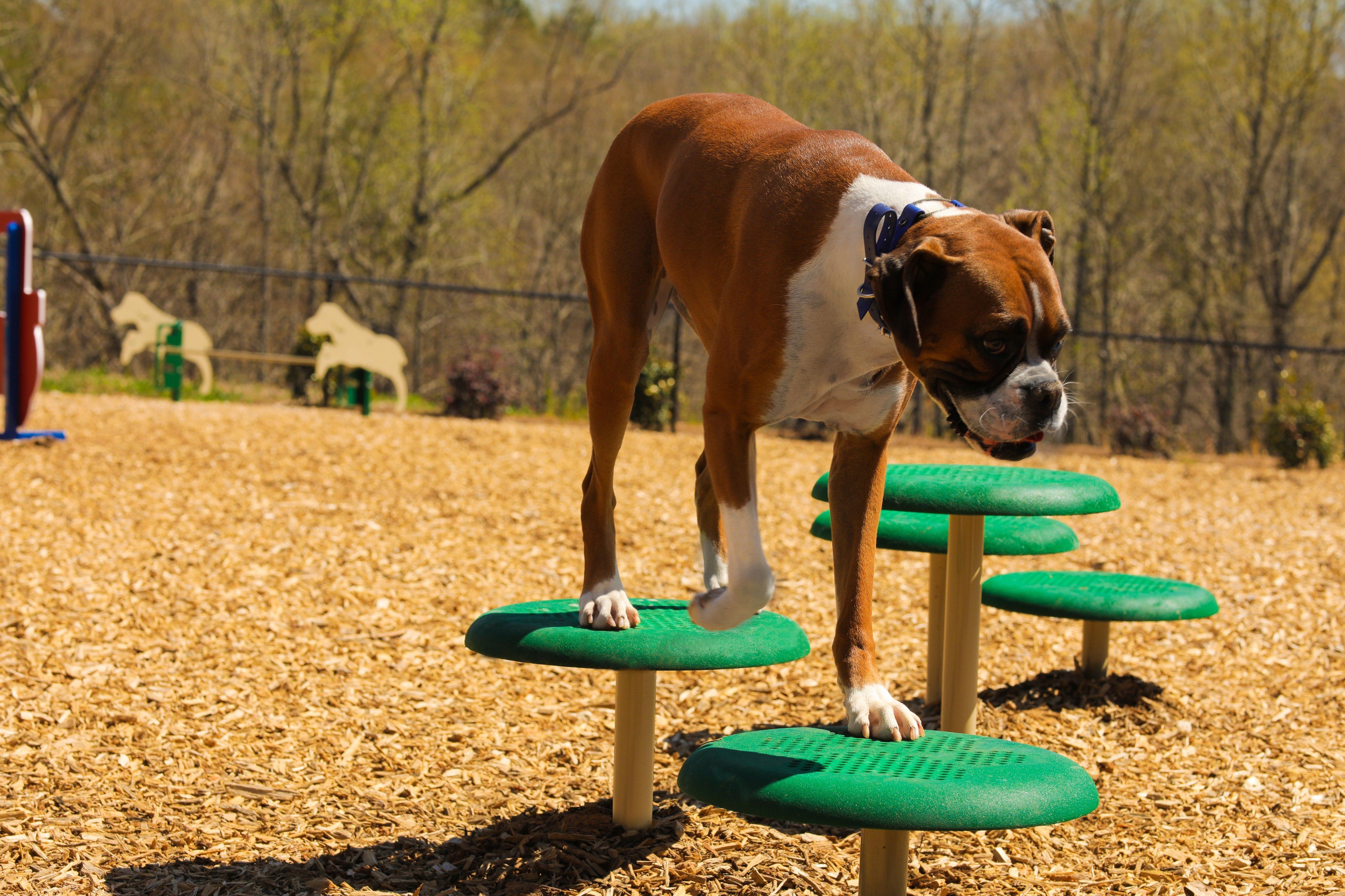 BarkPark by Ultrasite Intermediate Dog Park Kit