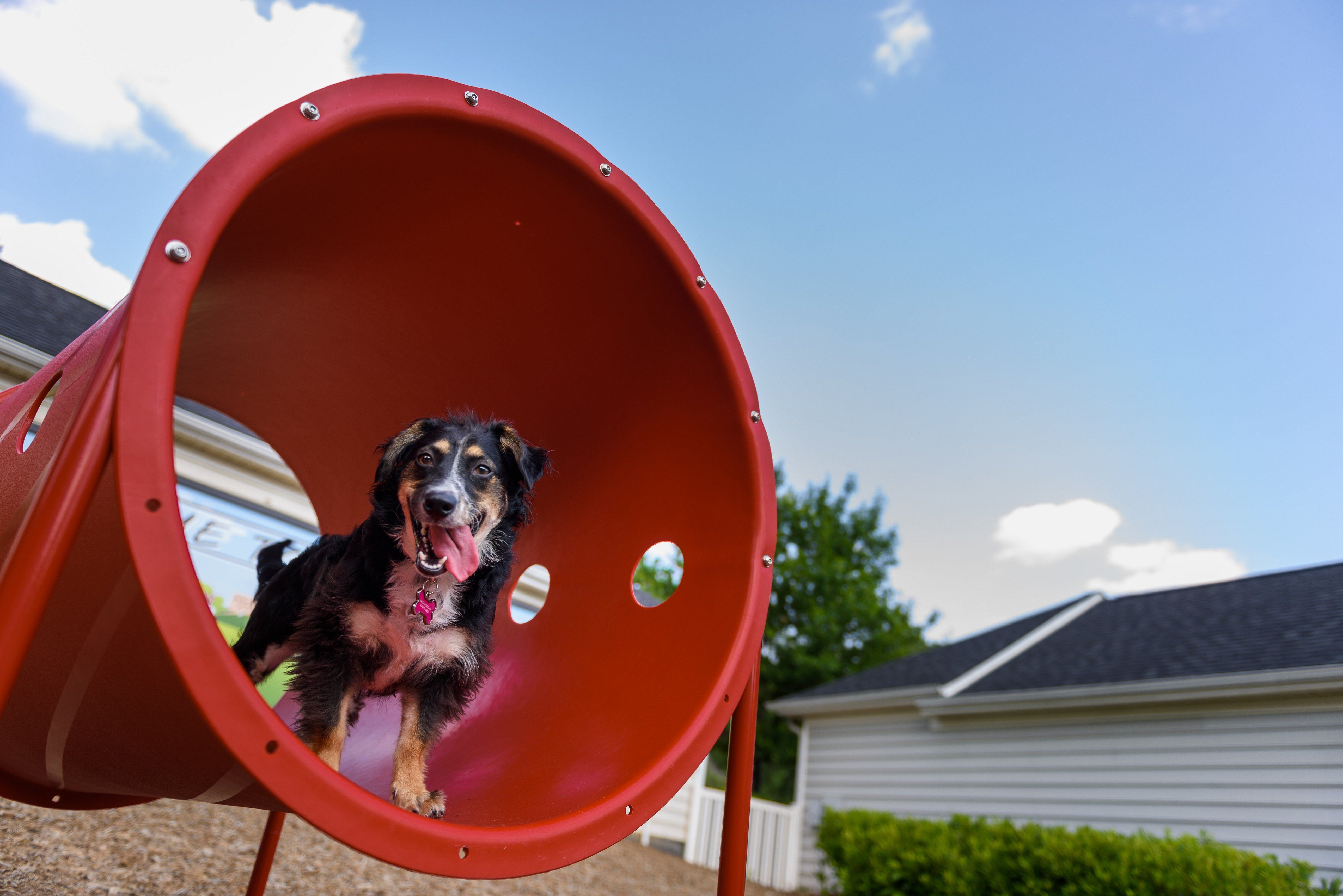 BarkPark by Ultrasite Novice Dog Park Kit