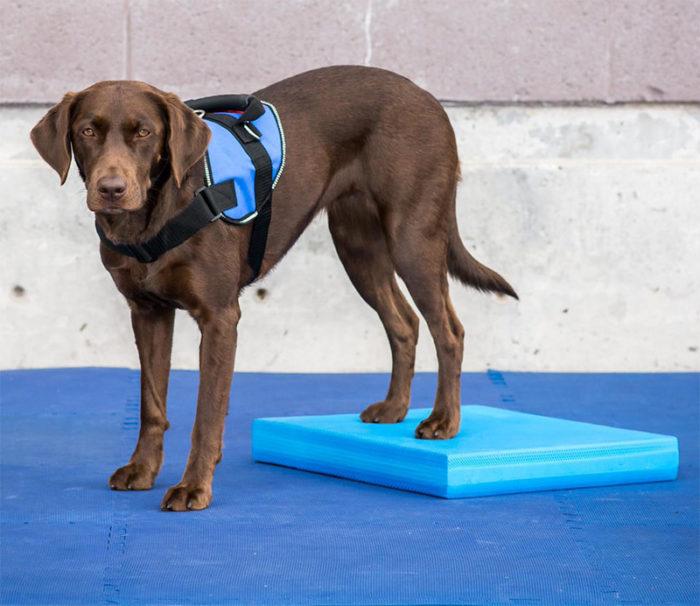 FitPAWS Balance Pad