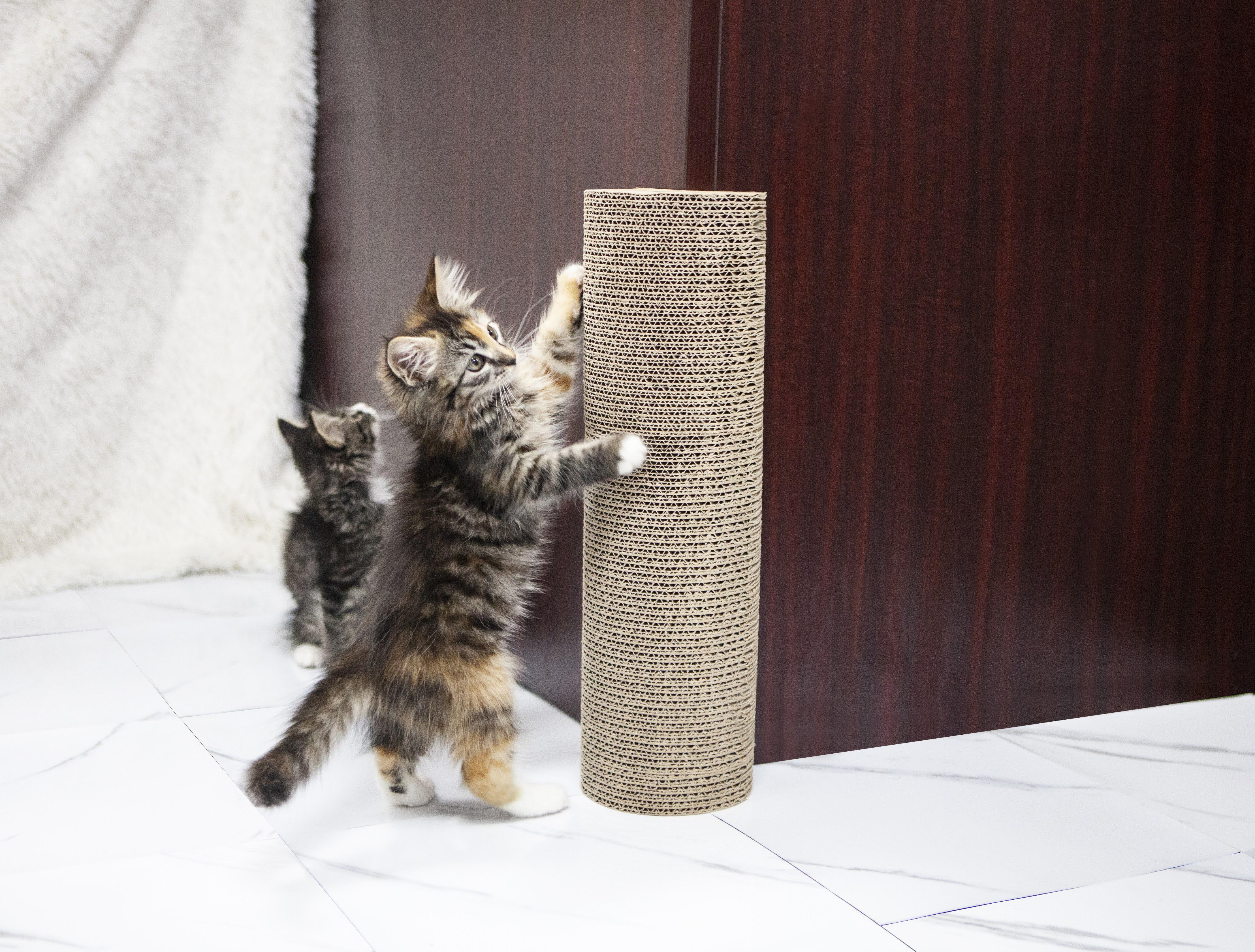 Petique Kitty Corner Cat Scratching Post (2 pieces)