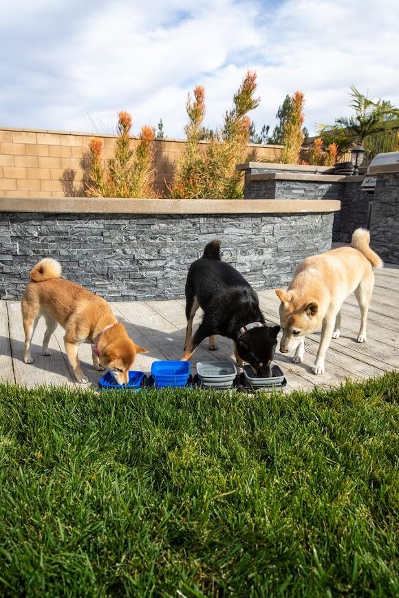 Petique Portabowl Water and Food Bowl