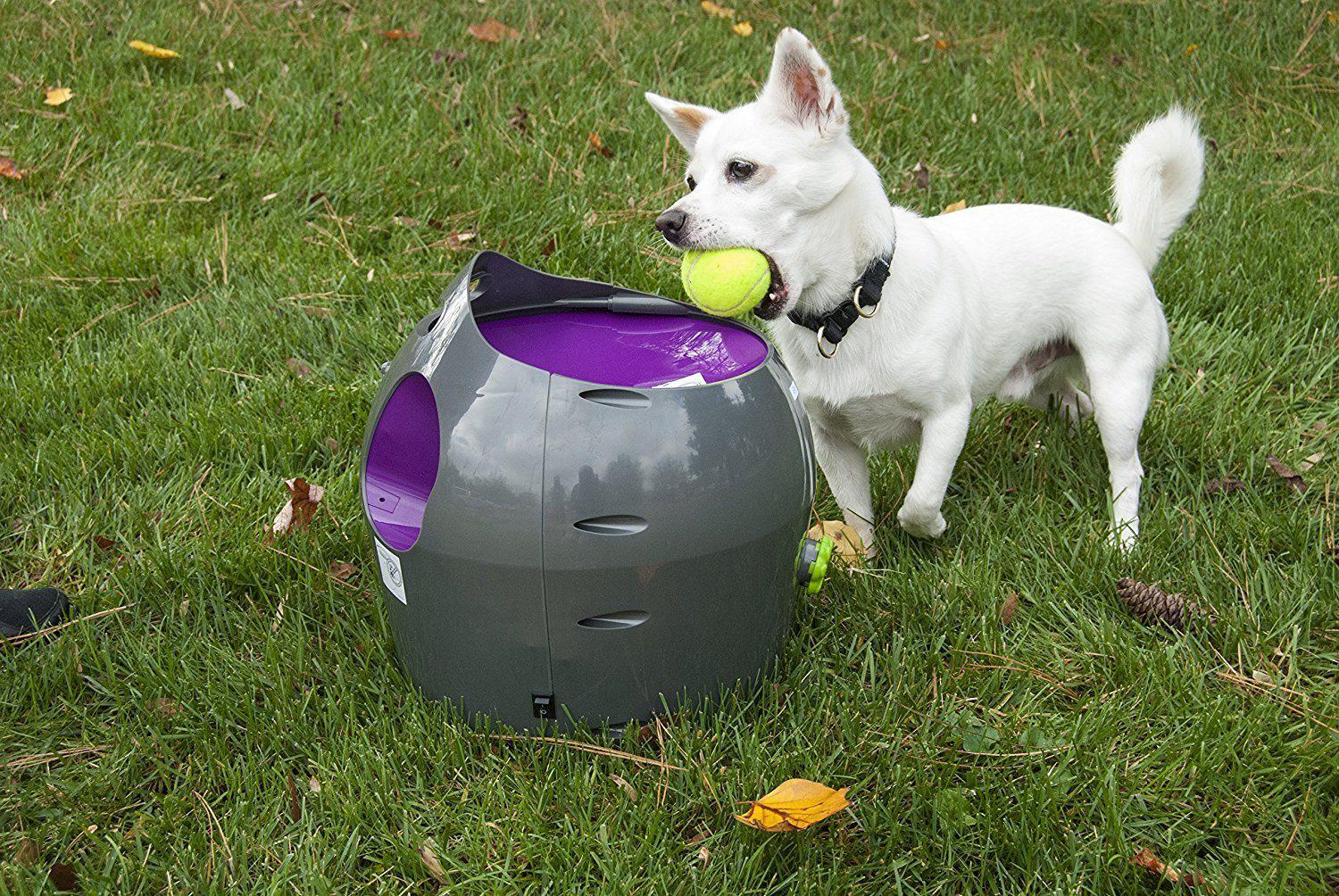 PetSafe Automatic Ball Launcher